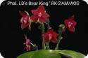 Phal. Lds Bear King RK 2 AM/AOS